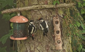 woodpeckers at feeder