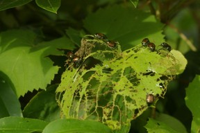 Japanese beetles eating leaves - photo by burntchestnut