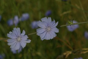 chicory blooms