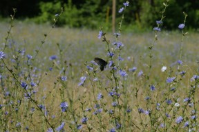 black butterfly on chicory
