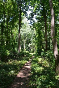 Tyler Arboretum hiking trail