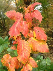poison ivy leaves in autumn