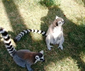 Two lemurs at Center for Animal Research and Education Center