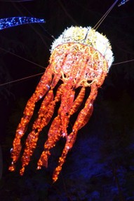 Salerno jellyfish