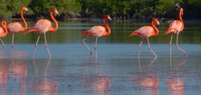 Americasn Flamingos in Mexico