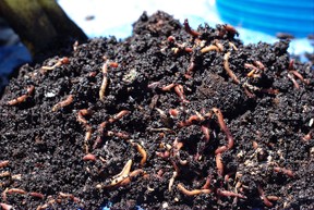 Composting worms and castings