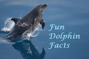 Facts about dolphins