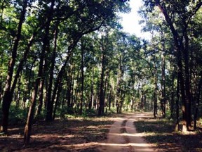 Kanha Forests