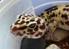 My gecko says "hi"