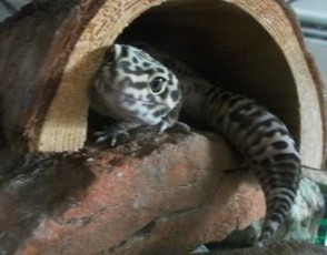 My gecko's favorite log hide