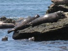 Seals in Del Mar Photo by Kathy McGraw