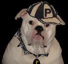 Bruno as the Pendleton Bulldog