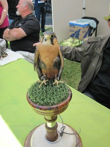 A Falcon Used for Control of Other Birds to Protect Berries and Grapes