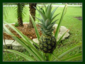 Pineapple In My Garden