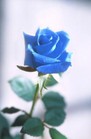 An artists impression of what a blue rose would look like.