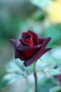 Black Baccara rose - the closest you'll get to a black rose.