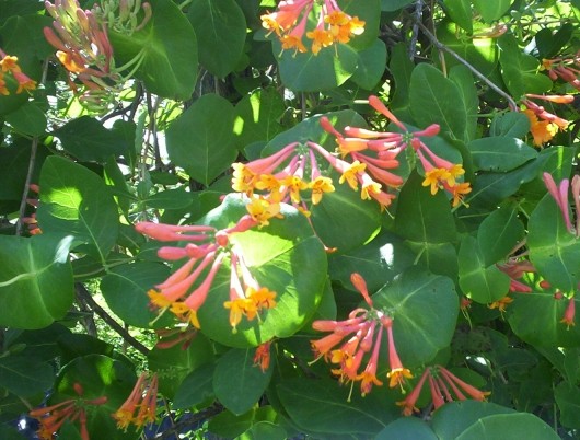 Honeysuckle Flower Bloom 1