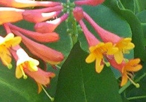 Honeysuckle Flower Bloom 2