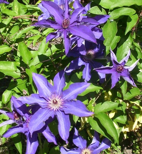 Purple Clematis Flower 1