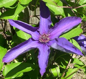 Purple Clematis Flower 2