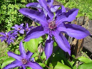Purple Clematis Flower 3