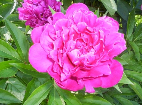 Red Peony Flower Bloom