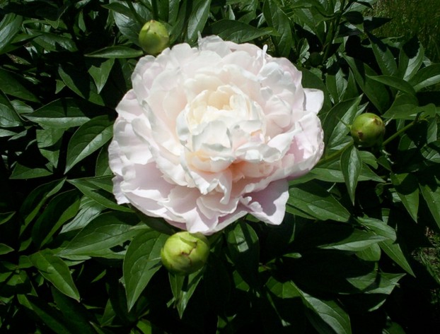 White Peony Flower Bloom 1