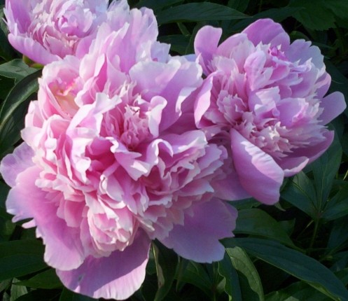 Pink Peony Flower Blooms 2