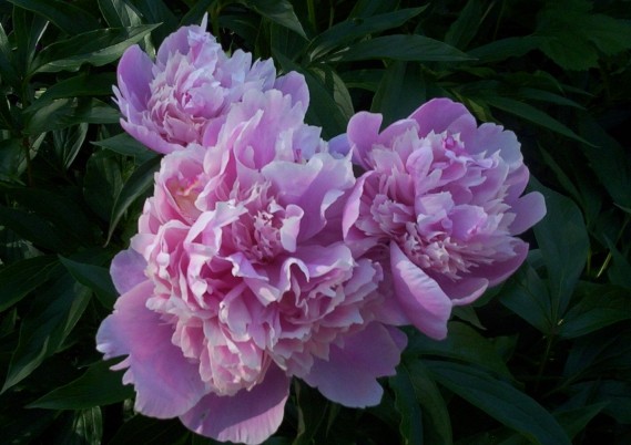 Pink Peony Flower Blooms 1