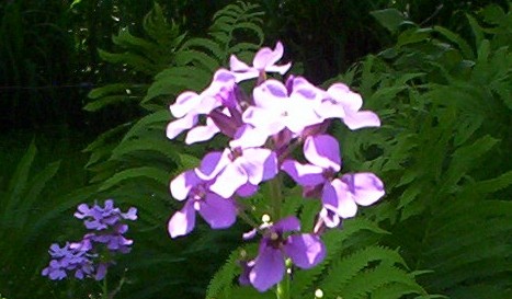 Phlox Flower Bloom 2