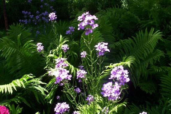 Phlox Flower Bloom 1