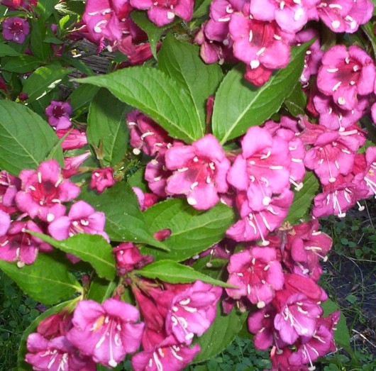 Red Weigela Flower Bloom 1