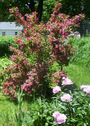 Red Weigela Flower Bloom 2