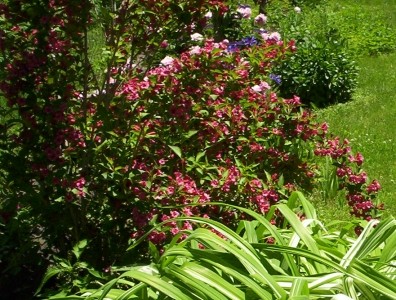 Red Weigela Flower Bloom 3