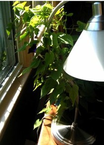 Plants and Natural Light