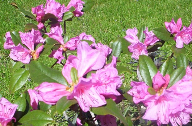 Rhododendron Flower Bloom 2