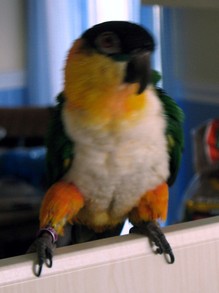 Jacob, My black capped caique, Parrot. A joy to me, all eleven inches of him. 