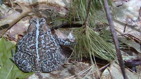 Brown Toad Just Sitting in the Sun and Being Himself