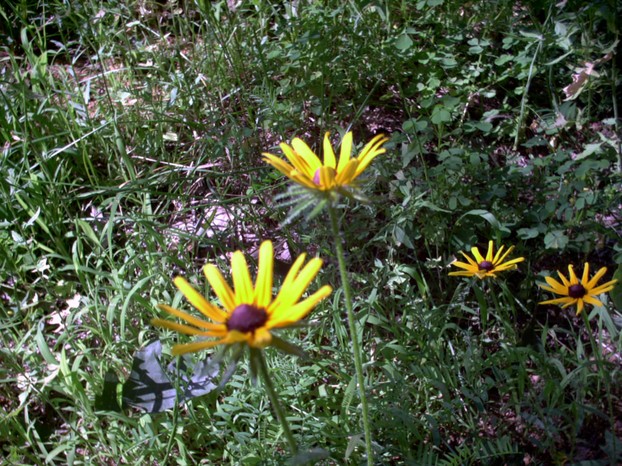 Black Eyed Susans