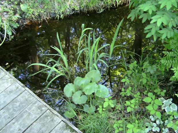 Bachelder Brook, Maine