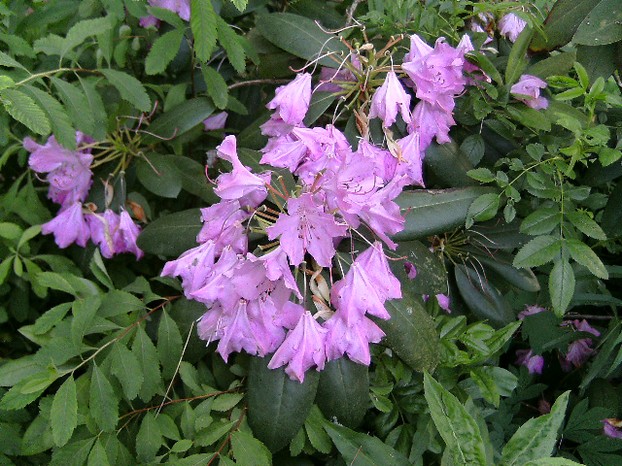 Pink Flowers - I forget their name!