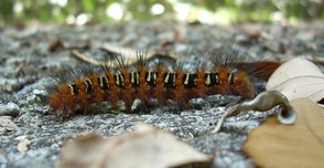 Echo Moth Caterpillar