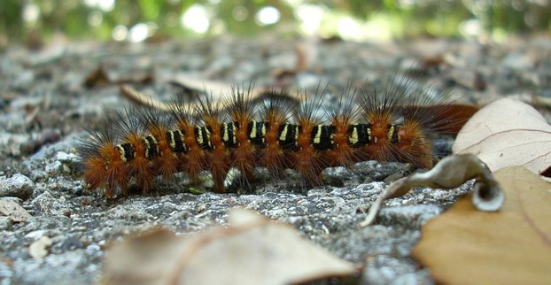 Black Catepillars On Oaks 51