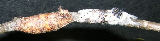 White Furcula Moth emerged from Cocoon