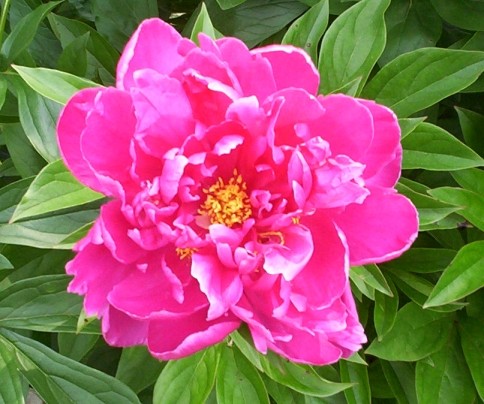 My Red Peony Flower