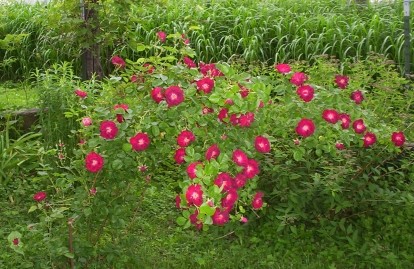 Red Rose Flower Blooms