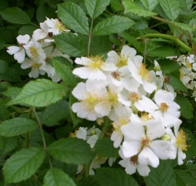White Wild Rose Flower Blooms