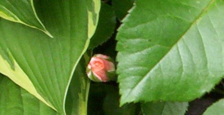 Peach Rose Flower Bloom 2