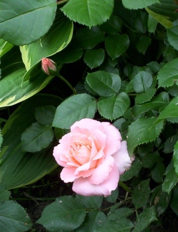 Peach Rose Flower Bloom 1