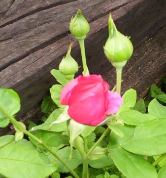 Red Rose Flower Bloom 1